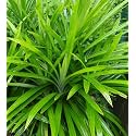 Pandan | Rambha | Biryani |Basmati Leaves (Pandanus Amaryllifolius) Plant