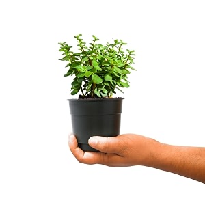 nayra organic live button jade plant indoor plant with 4 inch black nursery pot small plant with pot