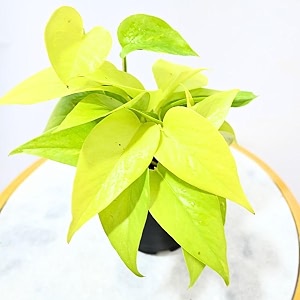 nayra organic live golden money plant indoor plant with 4 inch black nursery pot small plant with pot