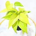 Nayra® Organic Live Golden Money Plant Indoor Plant with 4 inch Black nursery Pot |Small Plant With Pot