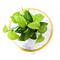 Nayra® Organic Live Green Money Plant Indoor Plant with 4 inch Black nursery Pot |Small Plant With Pot
