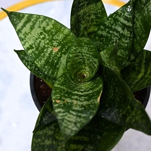 nayra organic live snake plant indoor plant with 4 inch black nursery pot small plant with pot