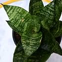 Nayra® Organic Live Snake Plant Indoor Plant with 4 inch Black nursery Pot |Small Plant With Pot