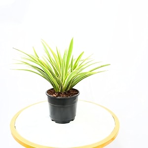 nayra organic live spider plant indoor plant with 4 inch black nursery pot small plant with pot