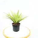 Nayra® Organic Live Spider Plant Indoor Plant with 4 inch Black nursery Pot |Small Plant With Pot