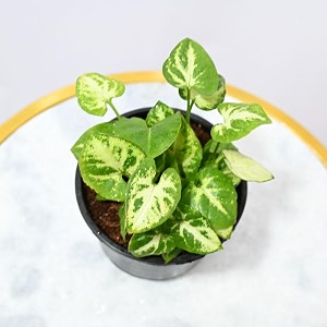 nayra organic live syngonium plant indoor plant with 4 inch black nursery pot small plant with pot