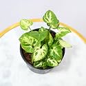 Nayra® Organic Live Syngonium Plant Indoor Plant with 4 inch Black nursery Pot |Small Plant With Pot