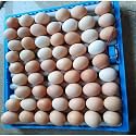 64 Eggs Incubator for Egg Hatching | Fully Automatic Rolling Type Hatching Machine | Desi Kadaknath Compatible | Multi-Purpose Design | Suitable for Any Size Egg