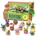 Yizzvb Needle Felting Kit, 15 Pcs Succulent Wool Needle Felt Beginner Kits