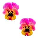 Neva Nude Iridescent Crystal Beamz Nipztix Pasties Nipple Covers for Festivals, Raves, Lingerie and More, Made in USA