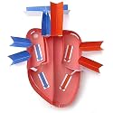 NewPath Human Heart 3-D Paper Model Making Kit - Individual Student Edition (24-7775)