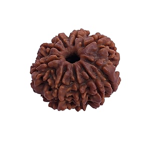 nine faced 100 natural rudrakash beads in golden kundasymbol of34maa durga34remove34kaal sarp dosha34 effectbest for busniessfinancialhealthamp wealthbrahmgyan gallary