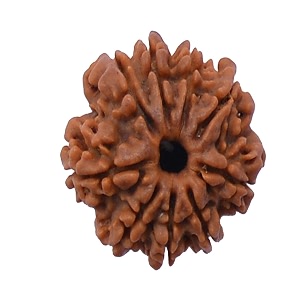 nine faced 100 natural rudrakash beads in golden kundasymbol of34maa durga34remove34kaal sarp dosha34 effectbest for busniessfinancialhealthamp wealthbrahmgyan gallary