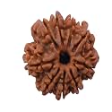 Nine Faced 100% Natural Rudrakash Beads in Golden Kunda.Symbol of"Maa Durga"/remove"Kaal Sarp Dosha" Effect,Best For Busniess,Financial,Health& Wealth/Brahmgyan Gallary