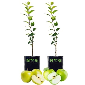 nog vally farm - live fruit plant for hot climate supporting all india weather grafted tree from shimla-himachal healthy and delicious fruit plant pack of 2 gsmith amp dorset golden apple tree