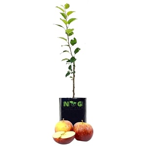 nog vally farm - hrmn-99 apple live fruit plant apple tree this variety is supporting all india weatherfrom shimla-himachal pradesh pack of 1 live tree