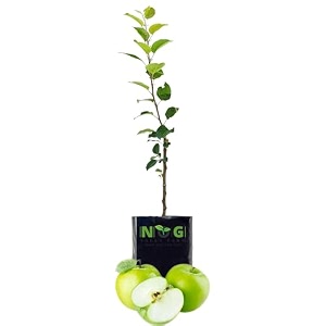 nog vally farm - live fruit plant for hot climate supporting all india weather grafted tree from shimla-himachal healthy and delicious fruit plant for your garden - pack of 1 gsmith apple apple tree