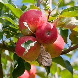 nog vally farm - live fruit plant for hot climate supporting all india weather grafted tree from shimla-himachal healthy and delicious fruit plant for your garden - pack of 1 anna apple tree