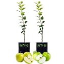 NOG VALLY FARM - Live Fruit Plant for Hot Climate Supporting All India Weather Grafted Tree from Shimla-Himachal Healthy and Delicious Fruit Plant Pack of 2 G.Smith &amp; Dorset Golden Apple Tree