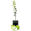 NOG VALLY FARM - Live Fruit Plant for Hot Climate Supporting All India Weather Grafted Tree from Shimla-Himachal Healthy and Delicious Fruit Plant for Your Garden - Pack of 1 G.Smith Apple Apple Tree