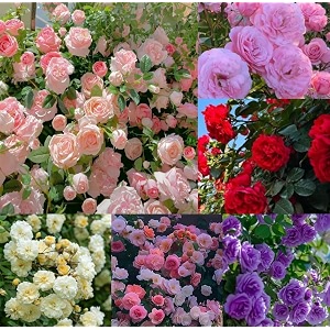 nooelec seeds india climbing rose flower seeds 60 seeds pack - hybrid year-round blooms minimal care 15 in 1 multicolor