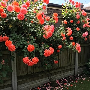 nooelec seeds india climbing rose flower seeds 60 seeds pack - hybrid year-round blooms minimal care salmon