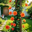NooElec Seeds India Climbing Rose Flower Seeds, 60 Seeds Pack - Hybrid, Year-Round Blooms, Minimal Care (ORANGE)