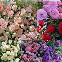 NooElec Seeds India Climbing Rose Flower Seeds, 60 Seeds Pack - Hybrid, Year-Round Blooms, Minimal Care (15 IN 1 MULTICOLOR)