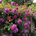 NooElec Seeds India Climbing Rose Flower Seeds, 60 Seeds Pack - Hybrid, Year-Round Blooms, Minimal Care (PURPLE)