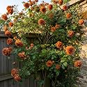 NooElec Seeds India Climbing Rose Flower Seeds, 60 Seeds Pack - Hybrid, Year-Round Blooms, Minimal Care (BROWN)