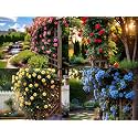 NooElec Seeds India Climbing Rose Flower Seeds, 60 Seeds Pack - Hybrid, Year-Round Blooms, Minimal Care (MIX)
