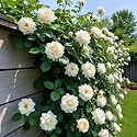 NooElec Seeds India Climbing Rose Flower Seeds, 60 Seeds Pack - Hybrid, Year-Round Blooms, Minimal Care (WHITE)