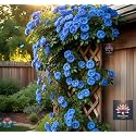 NooElec Seeds India Climbing Rose Flower Seeds, 60 Seeds Pack - Hybrid, Year-Round Blooms, Minimal Care (BLUE)