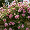 NooElec Seeds India Climbing Rose Flower Seeds, 60 Seeds Pack - Hybrid, Year-Round Blooms, Minimal Care (MATE PINK)