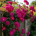 NooElec Seeds India Climbing Rose Flower Seeds, 60 Seeds Pack - Hybrid, Year-Round Blooms, Minimal Care (MAGENTA)