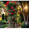 NooElec Seeds India Climbing Rose Flower Seeds, 60 Seeds Pack - Hybrid, Year-Round Blooms, Minimal Care (RED)