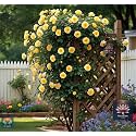 NooElec Seeds India Climbing Rose Flower Seeds, 60 Seeds Pack - Hybrid, Year-Round Blooms, Minimal Care (YELLOW)