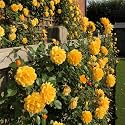 NooElec Seeds India Climbing Rose Flower Seeds, 60 Seeds Pack - Hybrid, Year-Round Blooms, Minimal Care (GOLDEN)