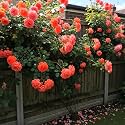 NooElec Seeds India Climbing Rose Flower Seeds, 60 Seeds Pack - Hybrid, Year-Round Blooms, Minimal Care (SALMON)