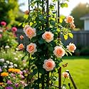 NooElec Seeds India Climbing Rose Flower Seeds, 60 Seeds Pack - Hybrid, Year-Round Blooms, Minimal Care (PEACH)