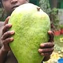 Noorjahan Mango Plant Grafted Live Giant Fruit