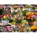 NORTH INDIA 15 Varieties Winter Flower Seeds Combo- Low Maintenance Hybrid Flower Seed Combo Pack- All Year Flower Seeds Supply