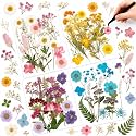 Nuanchu Dried Pressed Flowers for Resin,Delicate Style,Bright Colors