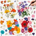 Nuanchu Dried Pressed Flowers for Resin,Elegant Style,Bright Colors