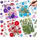 Nuanchu Natural Dried Pressed Flowers Bulk for Craft Resin DIY