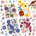 Nuanchu Natural Real Dried Pressed Flowers for Craft Resin DIY