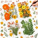 Nuanchu Real Dried Pressed Flowers for Craft Resin Molds DIY, Orange Yellow