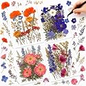 Nuanchu Real Dried Pressed Flowers for Craft Resin Molds, Cottage Garden