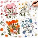 Nuanchu Real Dried Pressed Flowers Wildflower Stem for Resin Mold Craft DIY