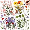 Nuanchu Real Dried Pressed Flowers Wildflower Stem for Resin Mold Craft DIY